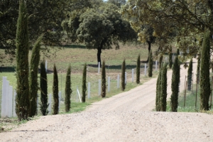 Fotos de Finca de Alberto Abajo Limousin-1