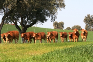 Fotos de Finca de Alberto Abajo Limousin-3