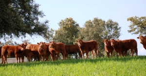 Fotos de Finca de Alberto Abajo Limousin-7