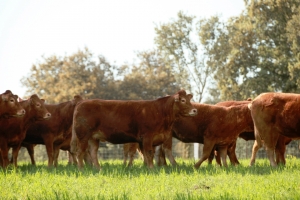 Fotos de Finca de Alberto Abajo Limousin-8