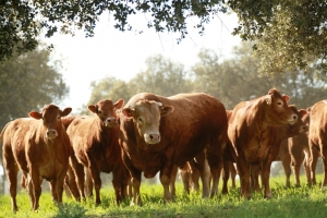 Fotos de Finca de Alberto Abajo Limousin-9