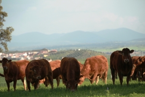 Fotos de Finca de Alberto Abajo Limousin-11