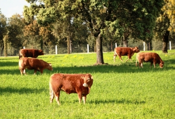 Fotos de Finca de Alberto Abajo Limousin-12