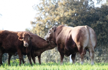 Fotos de Finca de Alberto Abajo Limousin-13