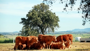 Fotos de Finca de Alberto Abajo Limousin-16