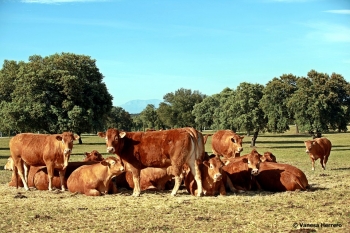 Fotos de Finca de Alberto Abajo Limousin-17