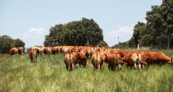 Fotos de Finca de Alberto Abajo Limousin-20