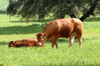 Fotos de Finca de Alberto Abajo Limousin-22