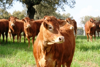 Fotos de Finca de Alberto Abajo Limousin-23