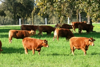 Fotos de Finca de Alberto Abajo Limousin-24