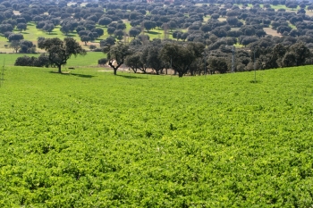 Fotos de Finca de Alberto Abajo Limousin-27