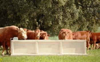 Fotos de Finca de Alberto Abajo Limousin-31