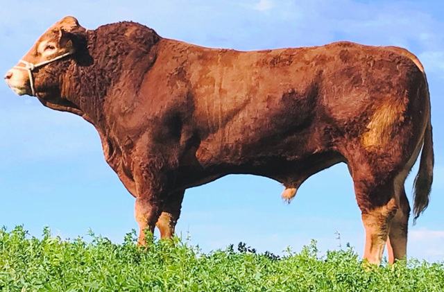 Foto de JACKPOT *Campeón Joven de Francia 2016*