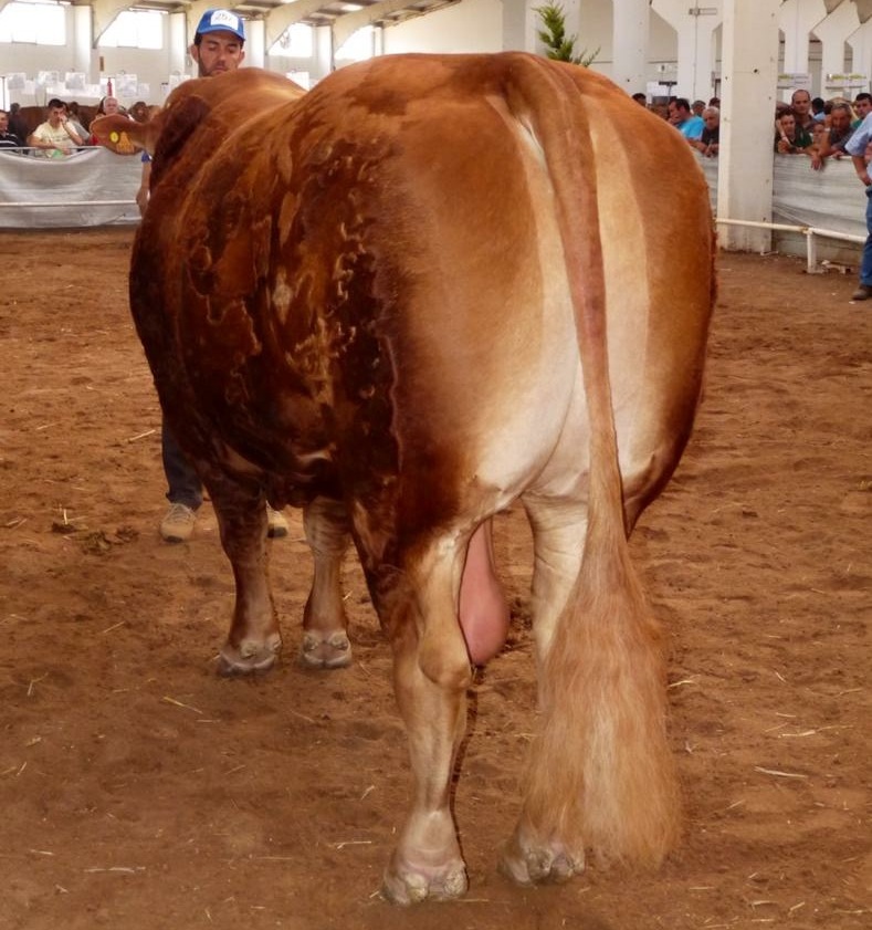 Foto de FRESNO RJ *Subcampeón de España 2014, 2015, 2016*