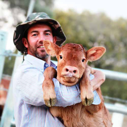 Alberto Abajo sostiene una de sus crías vacunas de raza limousin