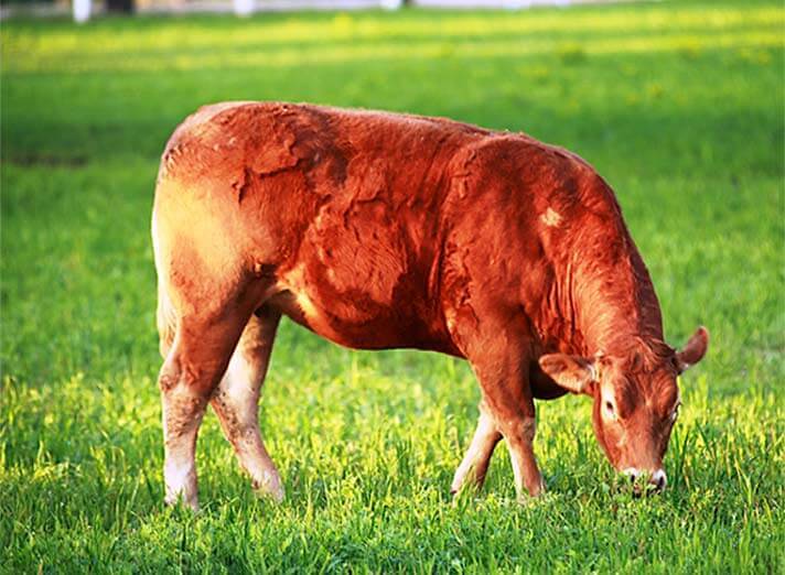 Ejemplar de la raza de vacuno Limousin, de la ganaderia de Alberto Abajo