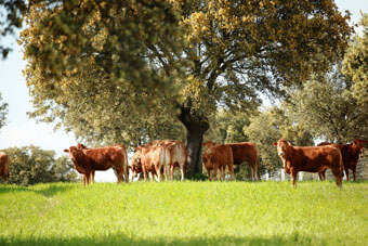 Fotos de ejemplares limousin en la finca de Alberto Abajo