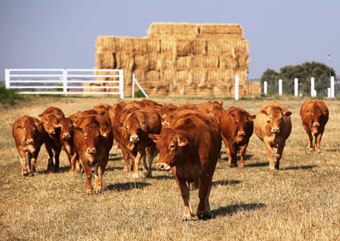 Ganadería selecta limousin, en la finca toledana de regadío.