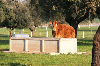 Vaca limousin bebiendo en el abrevadero.