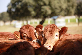 Foto de grupo de varios ejemplares típicos de la ganaderia limousin de Alberto Abajo.