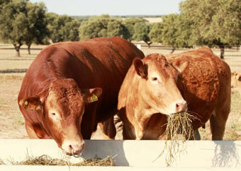 Chotos y toros limousin comiendo pasto en el abrevadero de la finca de Alcolea de Tajo, Toledo, Spain.