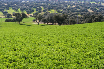 Vista panorámica de la finca de regadío de Alberto Abajo, en Alcolea de Tajo.