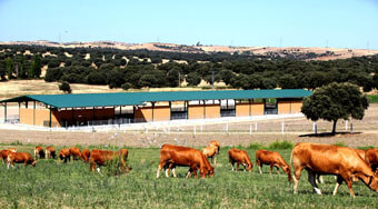 Foto de cobertizos y establos en la finca toledana de Alberto Abajo, lugar de cría de su afamada ganaderia limousin.