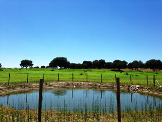 Charca en la finca, con encinas y pastos al fondo.